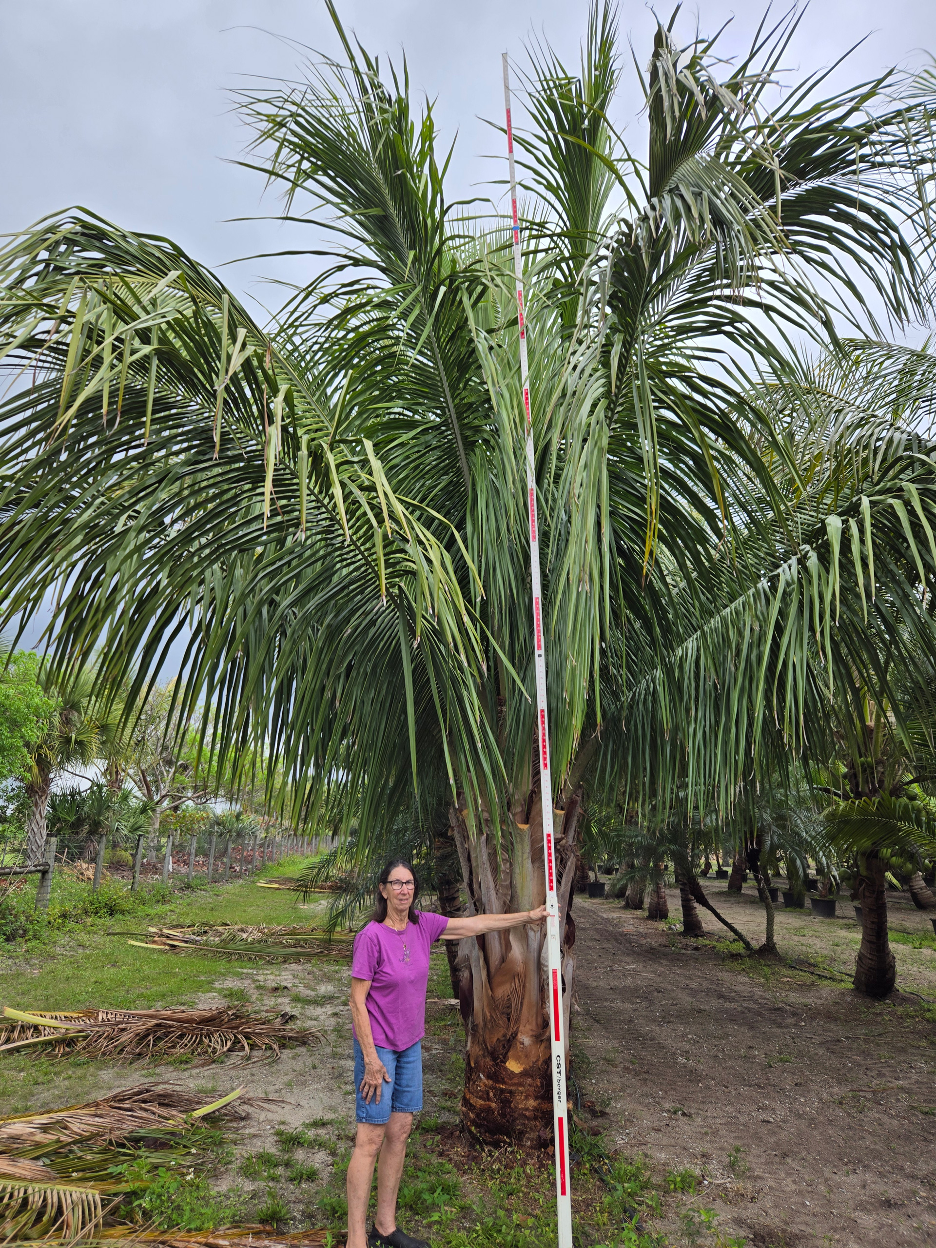 alfredii palm tree hobe sound measurement for height alfredii palm tree hobe sound measurement for height