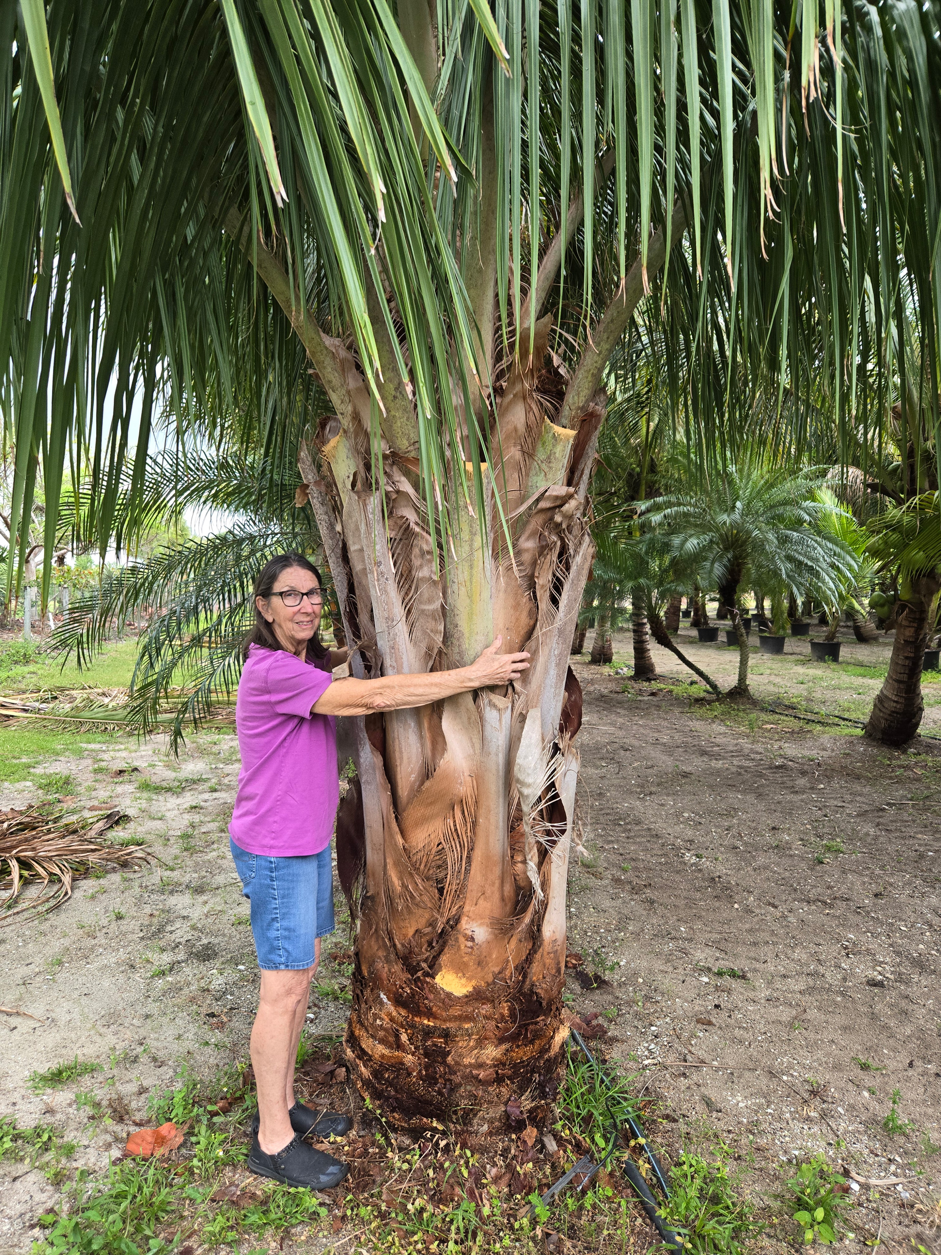 alfredii palm tree hobe sound women standing demonstrating tree width alfredii palm tree hobe sound women standing demonstrating tree width