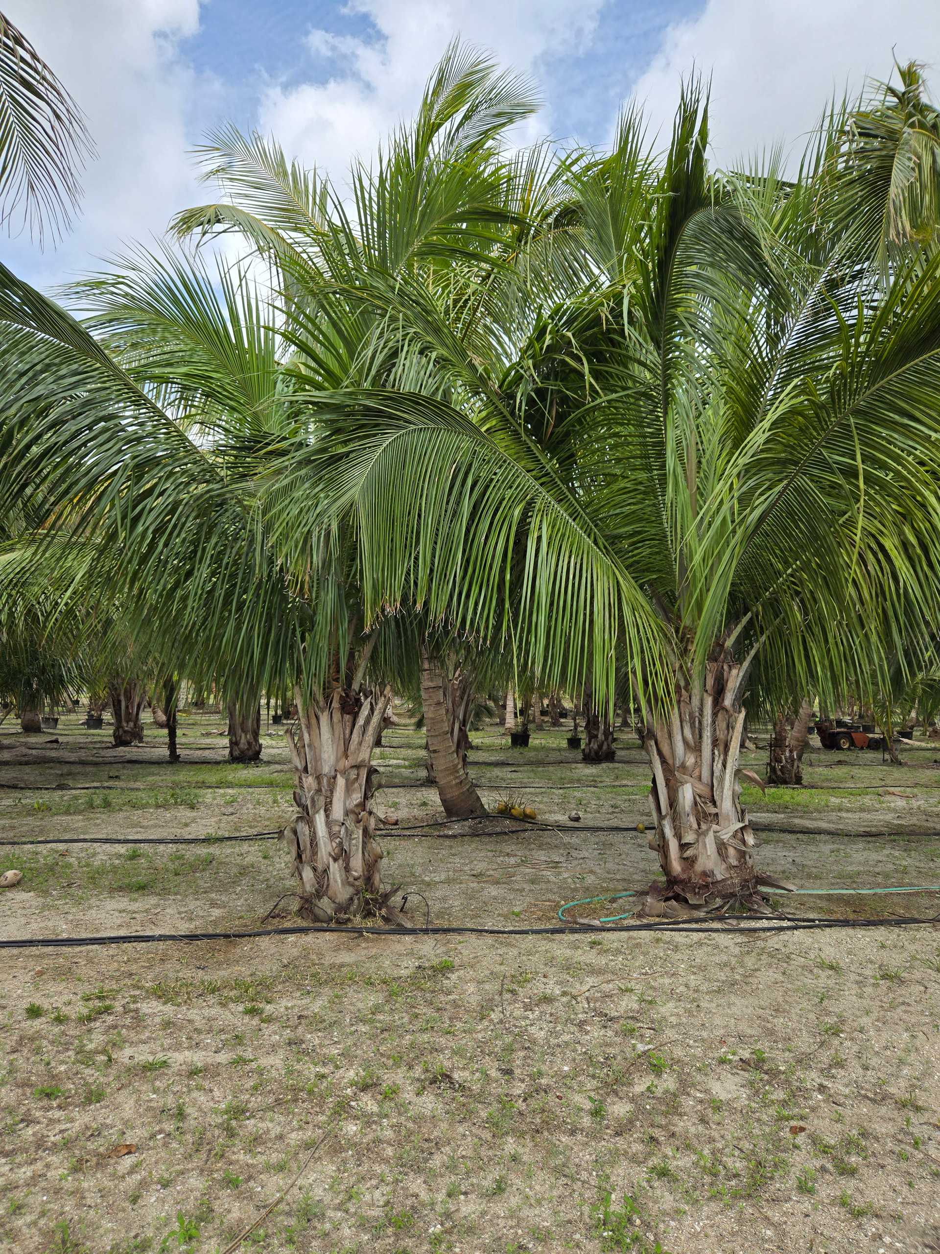 alfredii palm tree hobe sound alfredii palm tree hobe sound