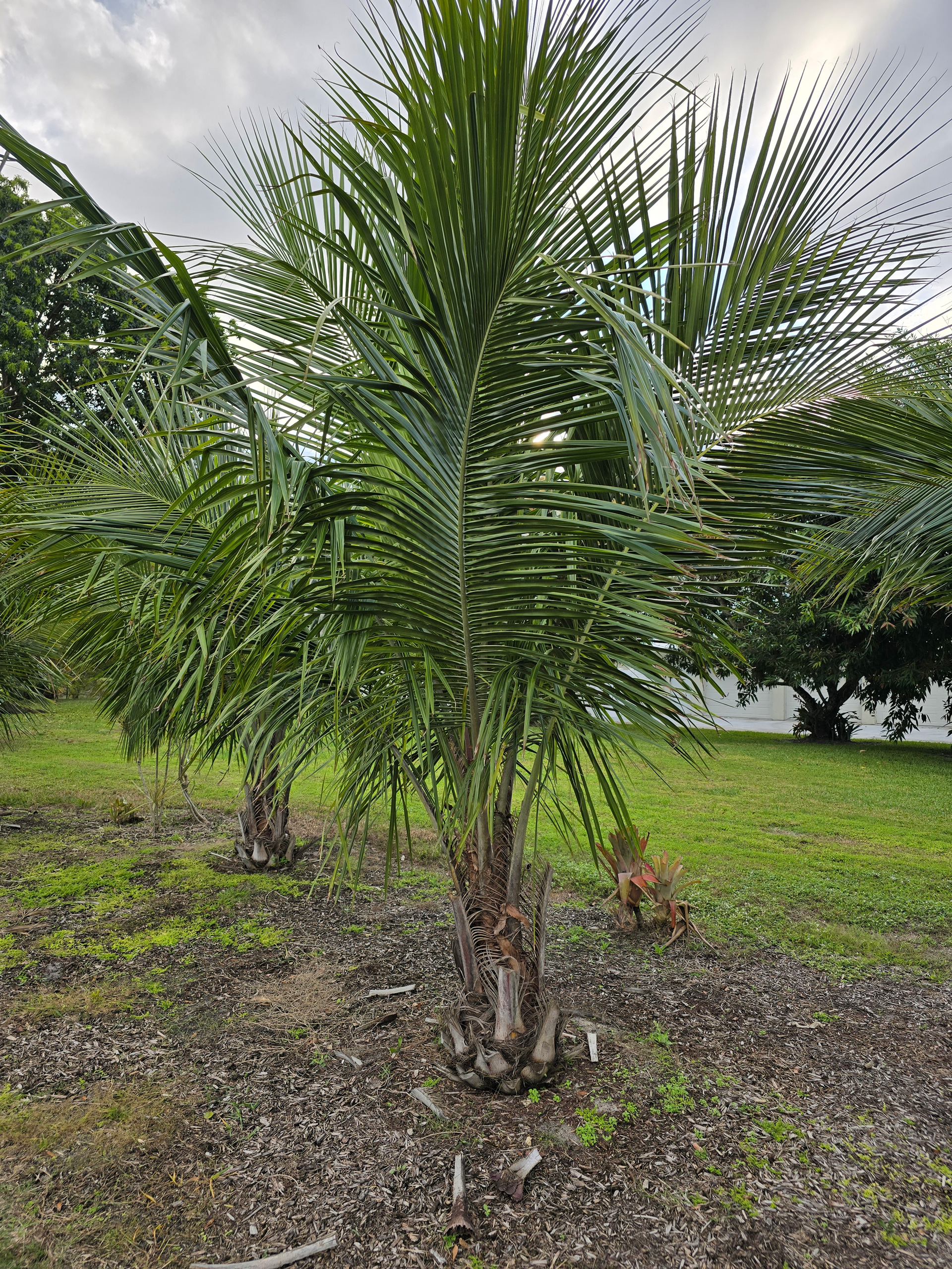 alfredii palm tree hobe sound alfredii palm tree hobe sound