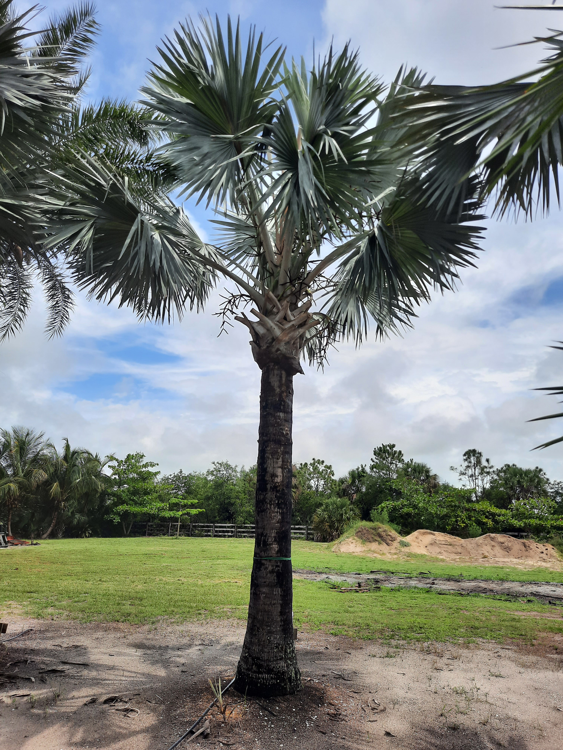 bismarckia palm trees hobe sound tree farm bismarckia palm trees hobe sound tree farm