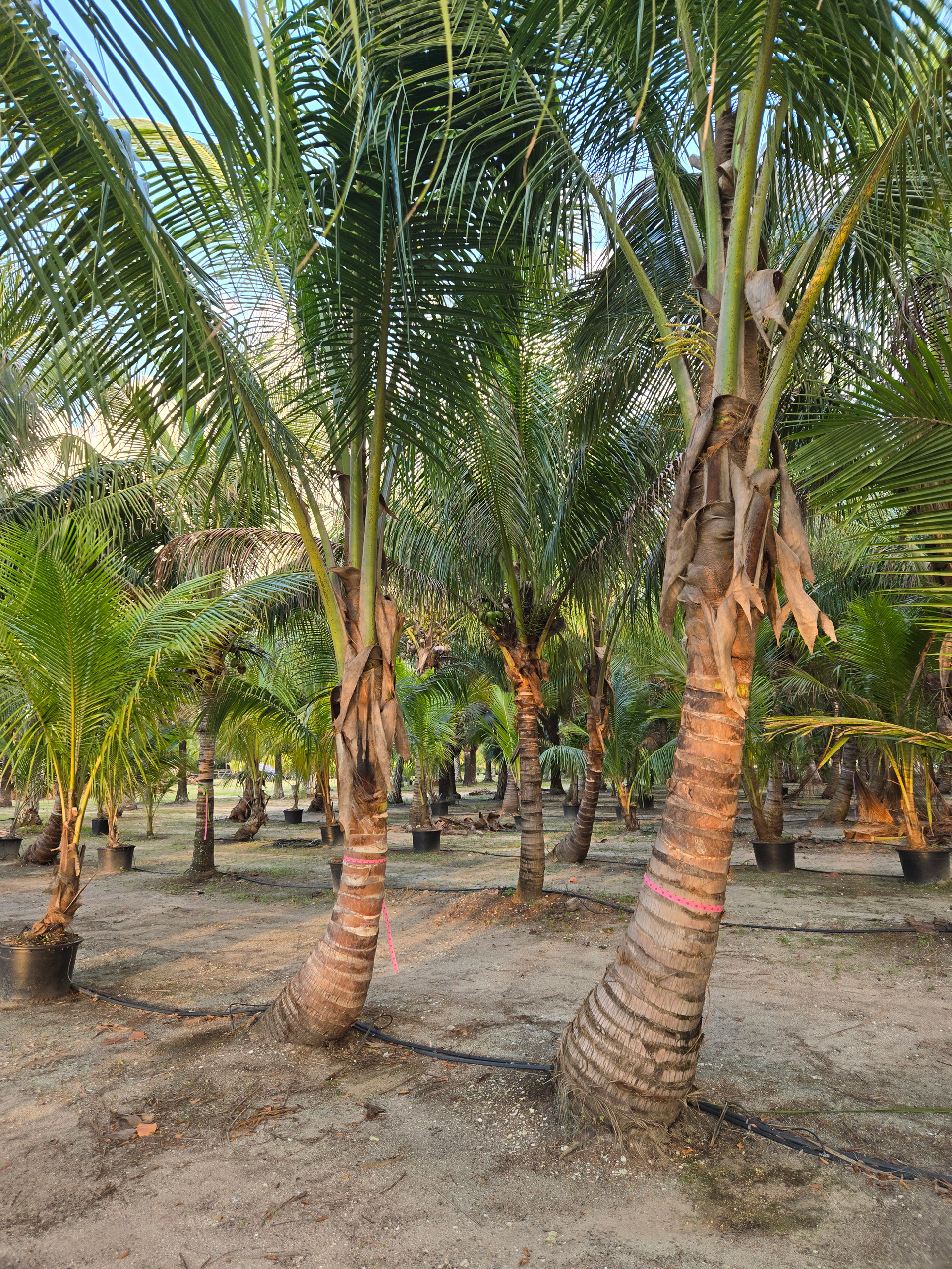 many coconut palm trees in hobe sound many coconut palm trees in hobe sound