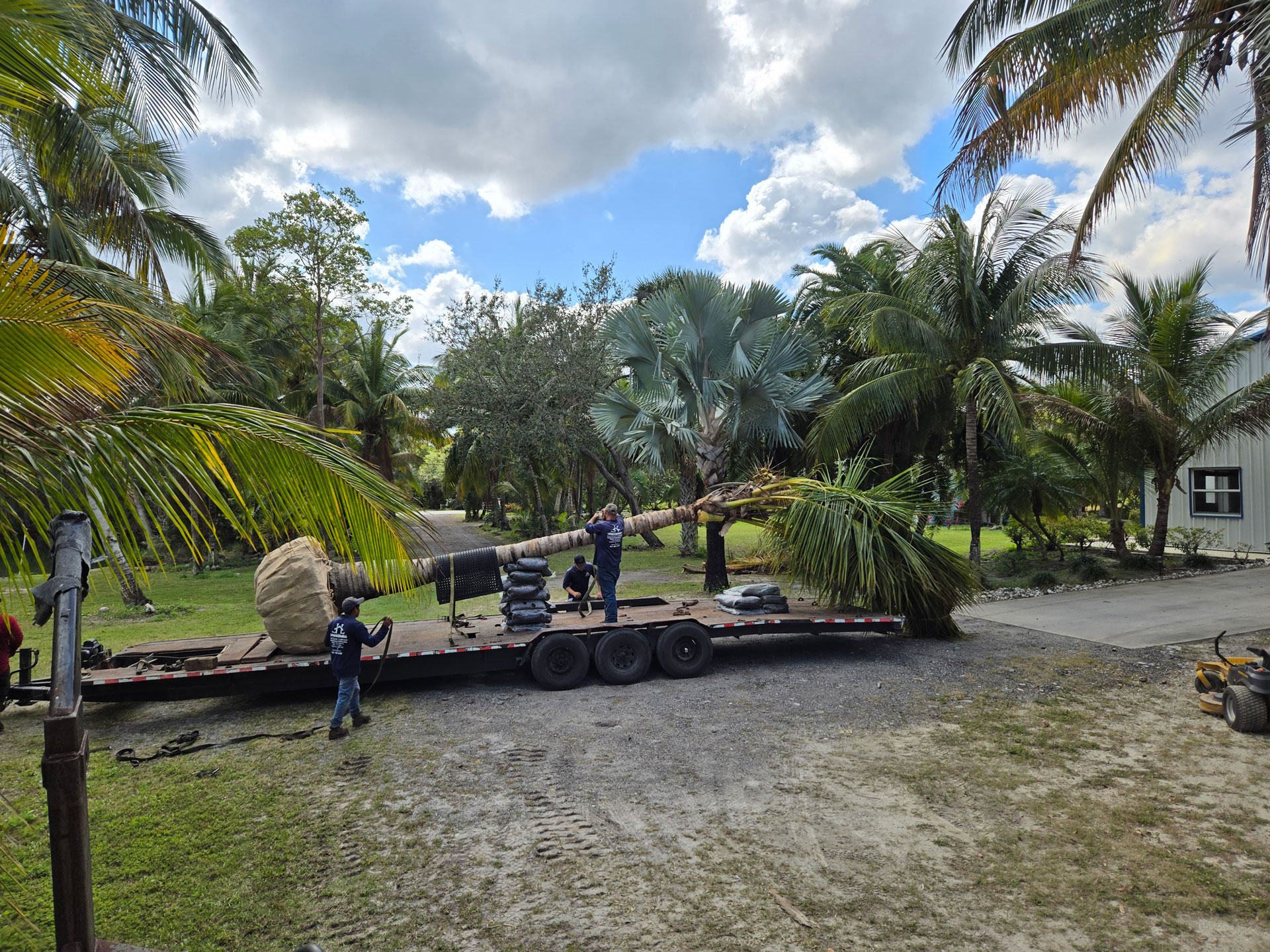 Hobe sound palm trees loading large coconut palm for transport