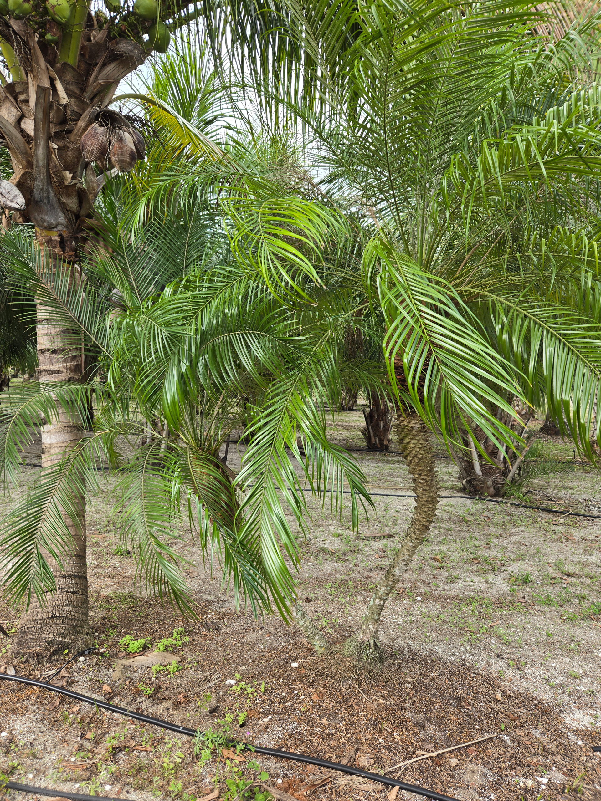 robelenii palm tree with one trunk robelenii palm tree with one trunk
