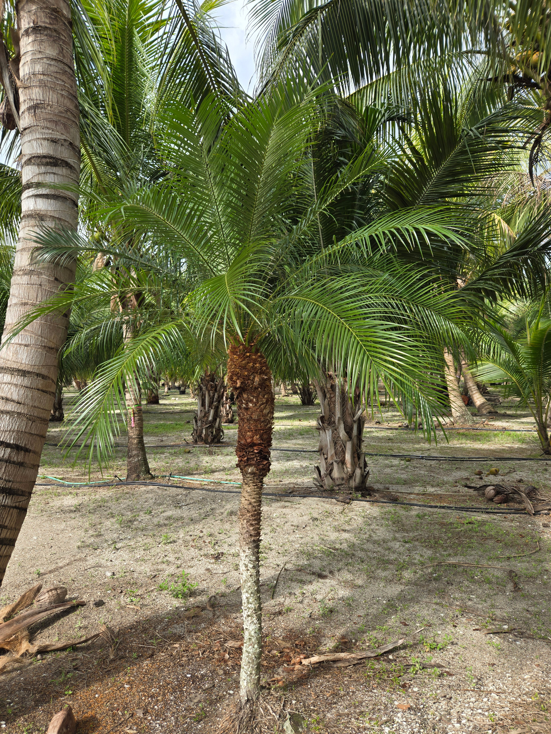 robelenii palm tree hobe sound robelenii palm tree hobe sound