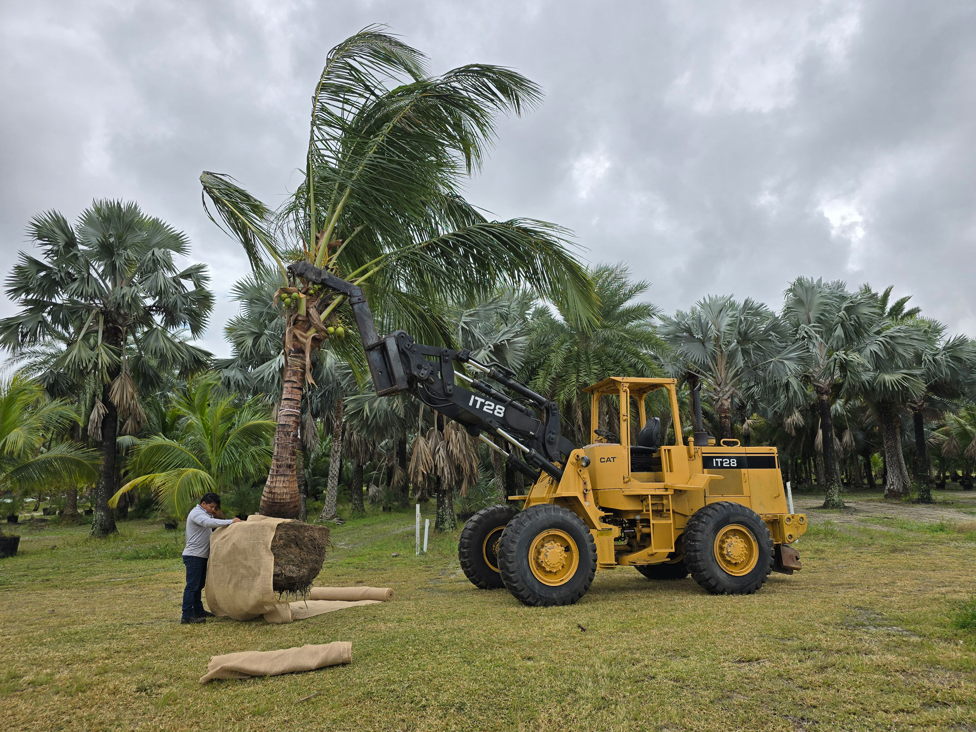 loading palm trees for transport with heavy equipment