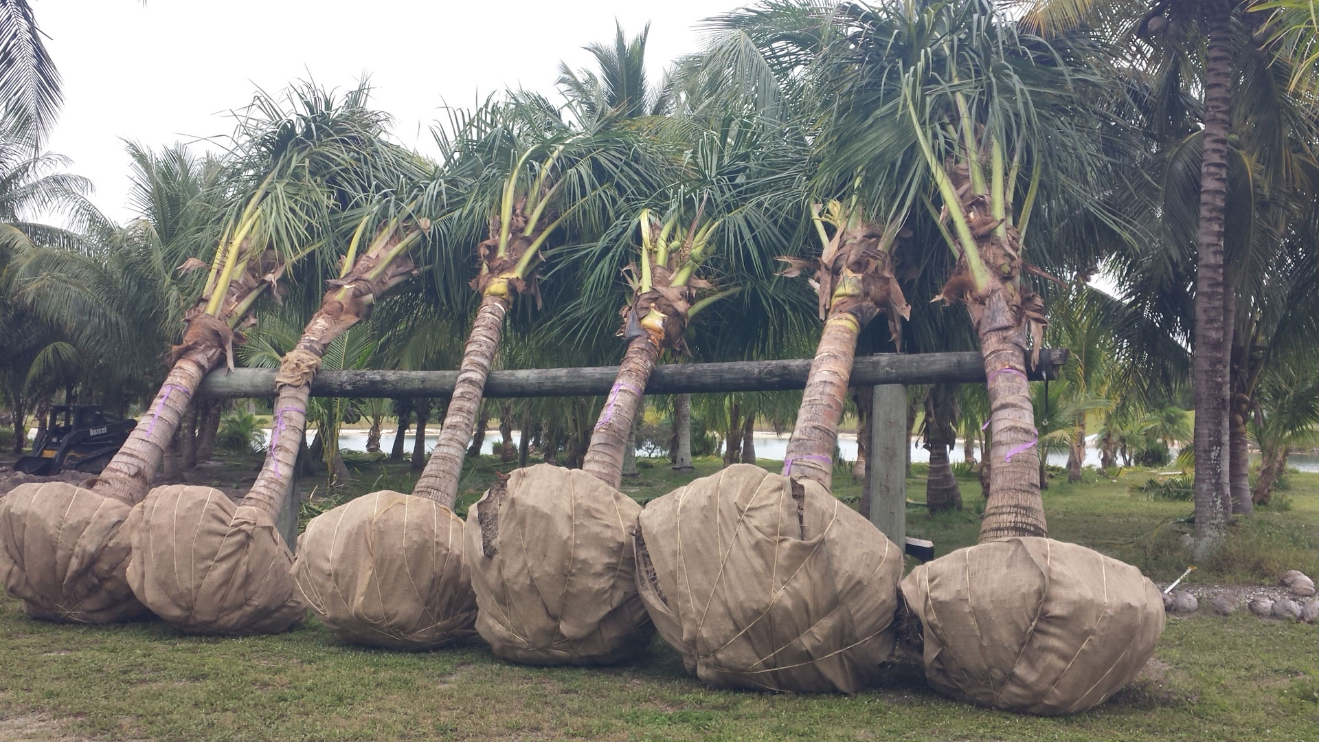 bundling palm trees for transport