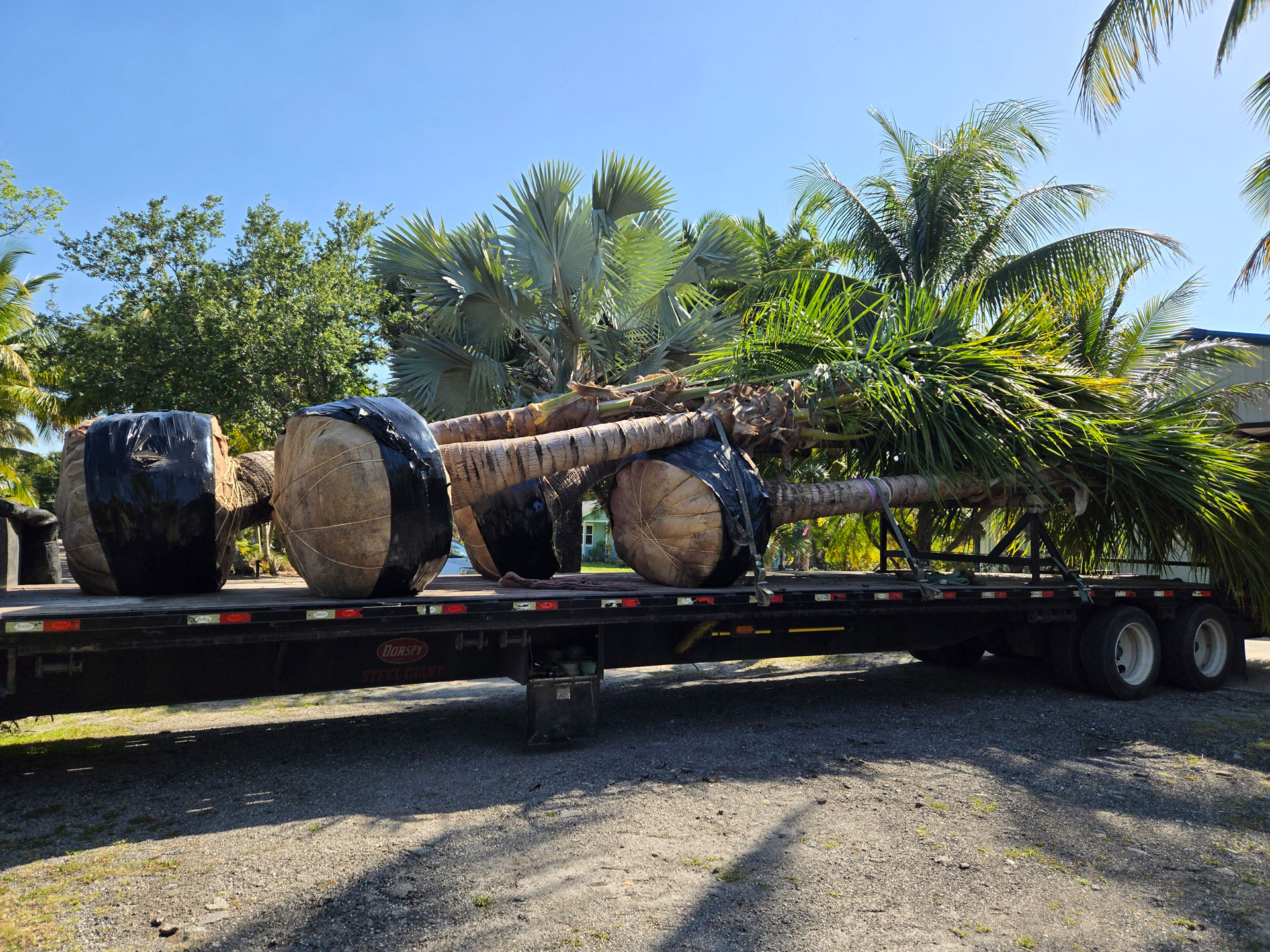 palm tree transport in hobe sound