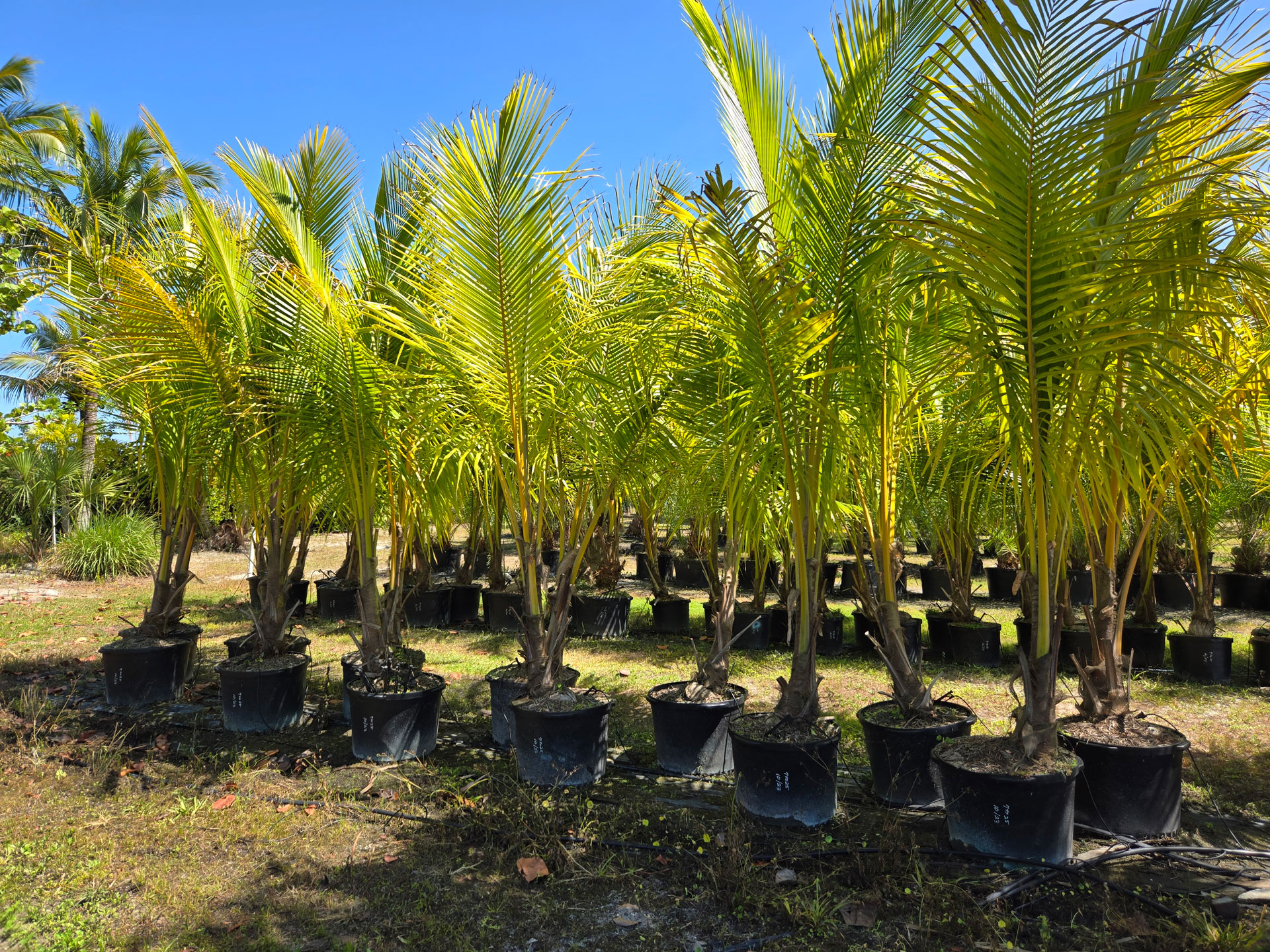 potted coconut palms