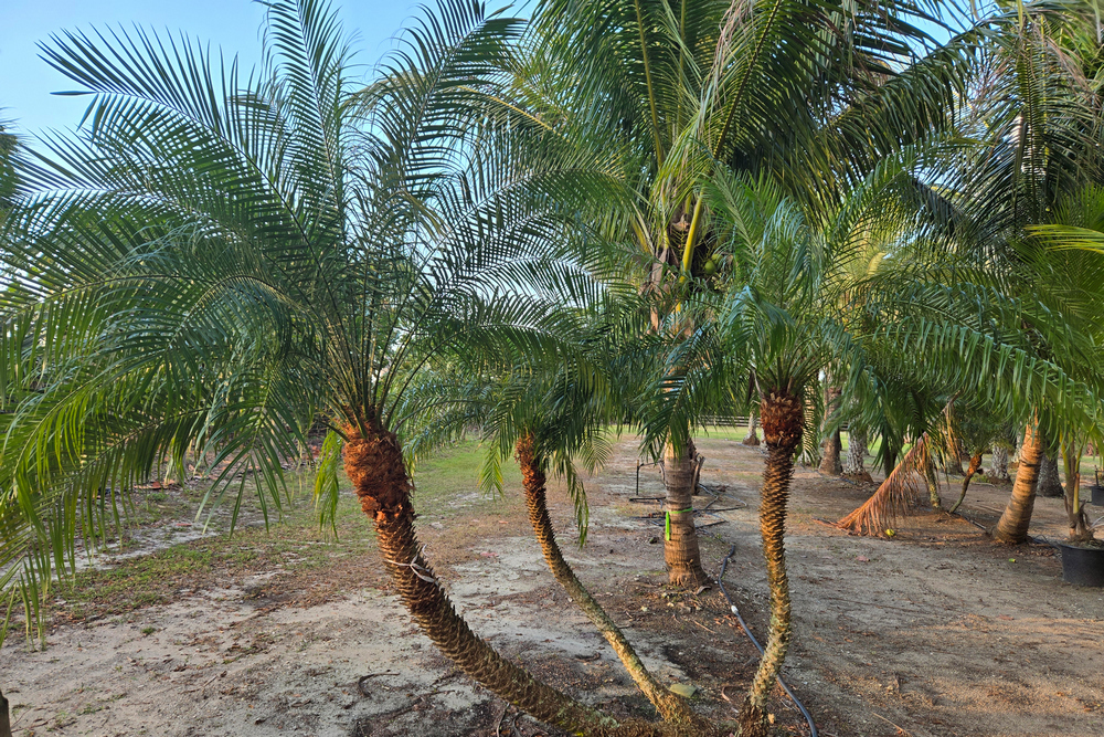 robelenii palm tree hobe sound florida tree farm