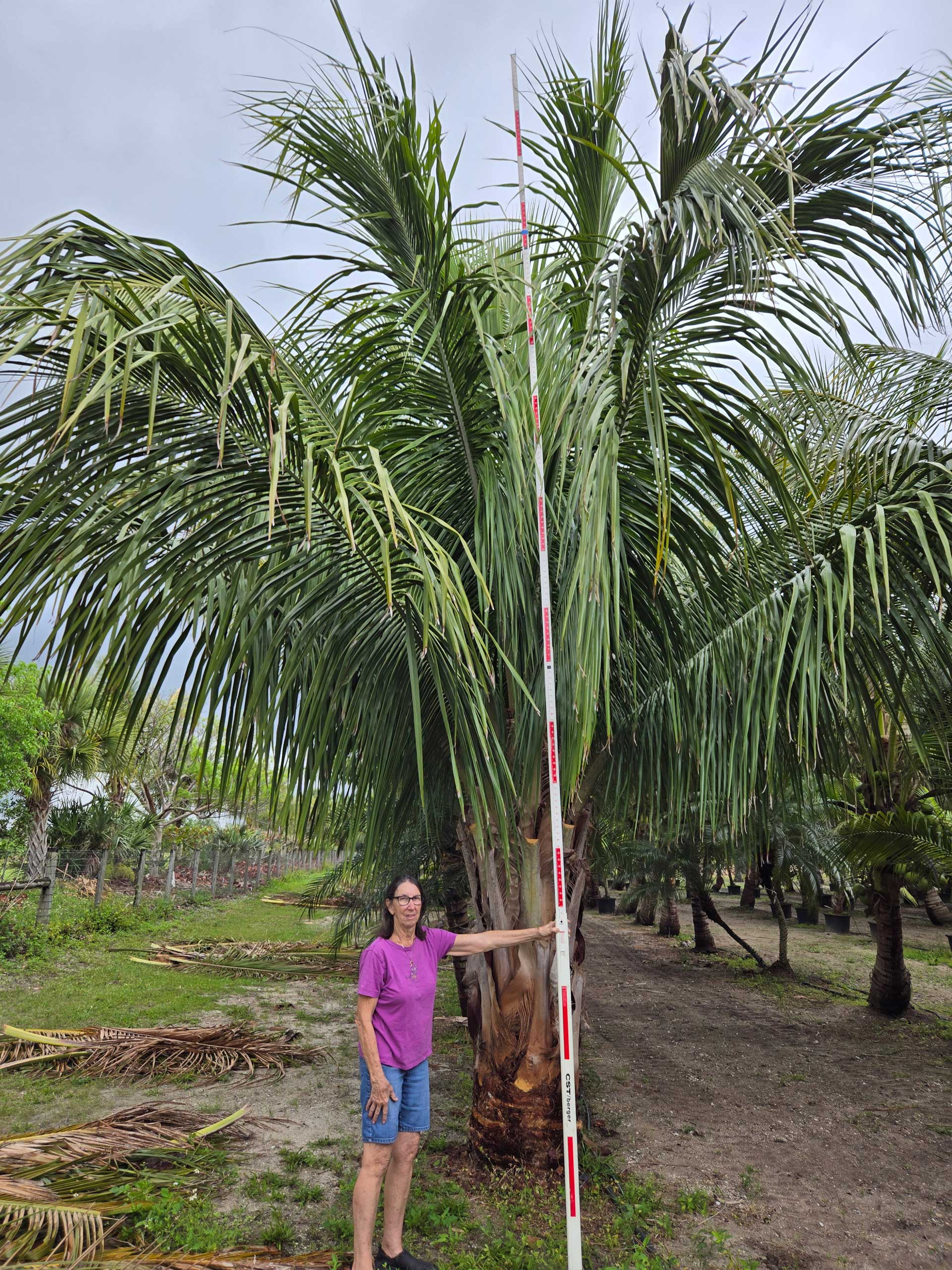 alfredii palm tree hobe sound measurement for height