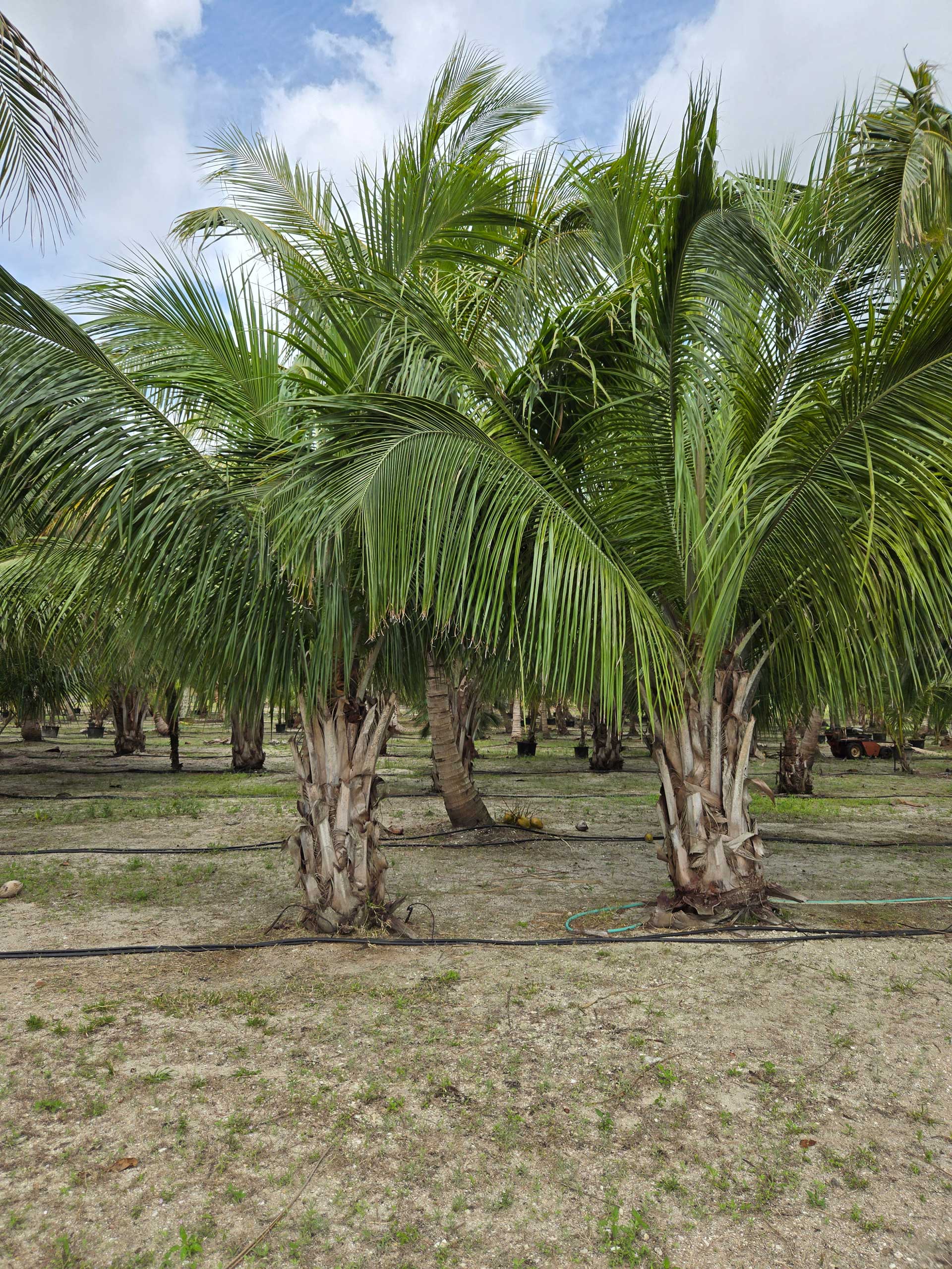 2 Alfredii palm trees in hobe sound