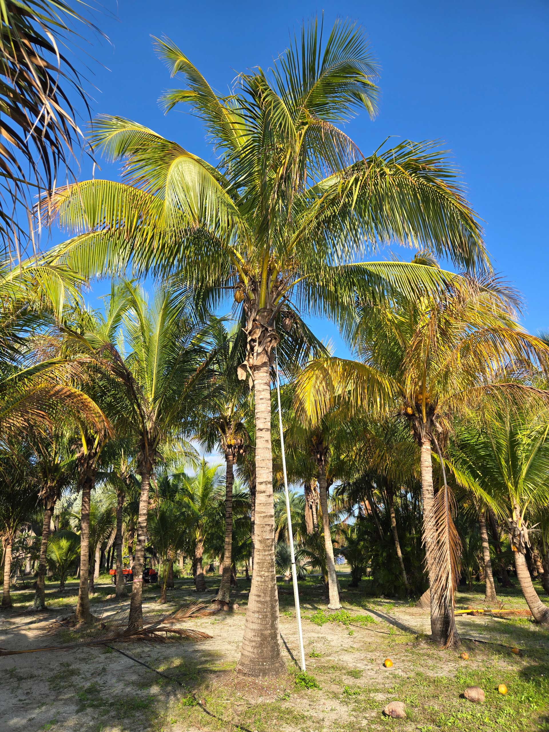 coconut palm tree being measured
