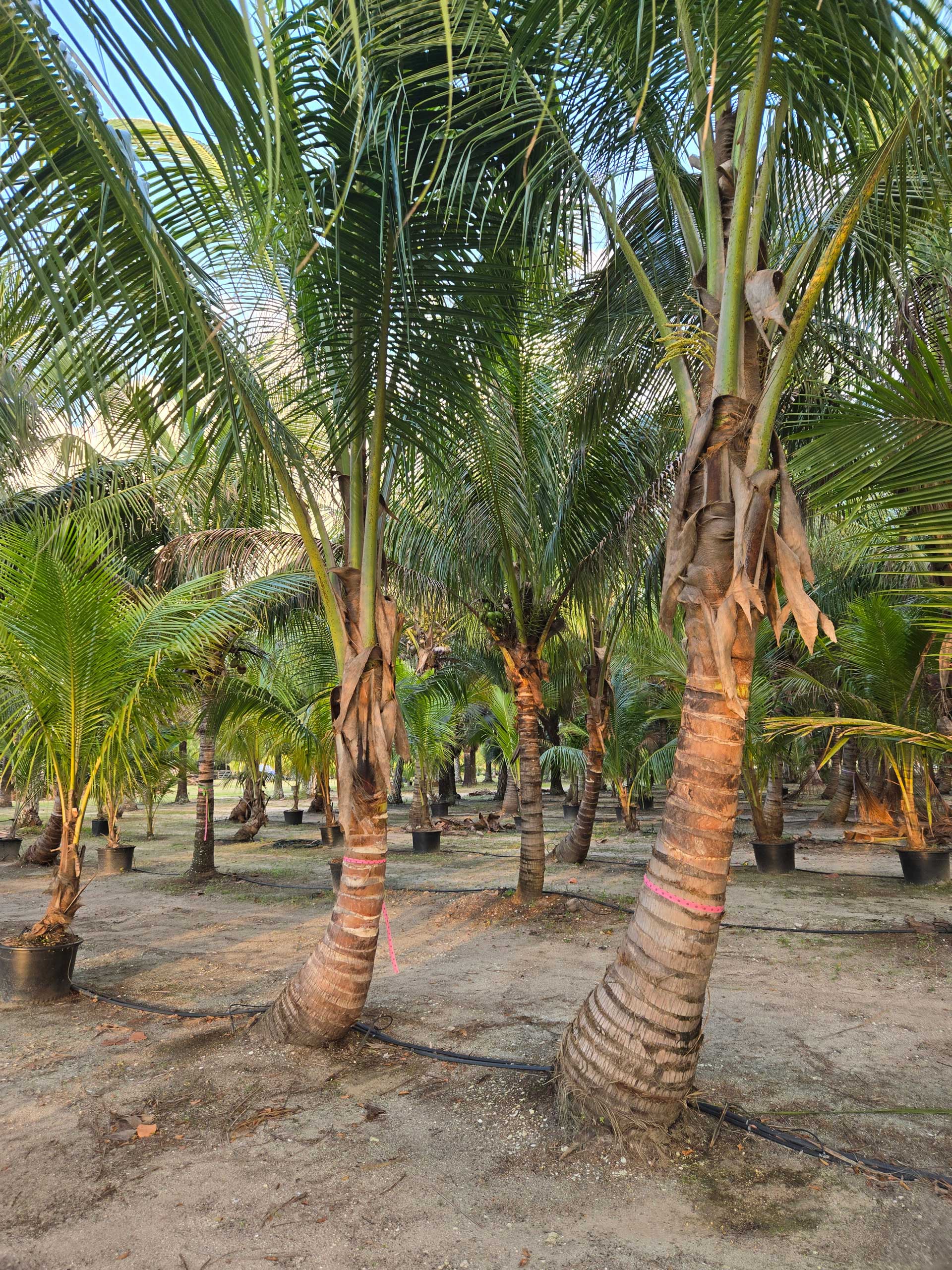Coconut palm trees in Hobe Sound Florida