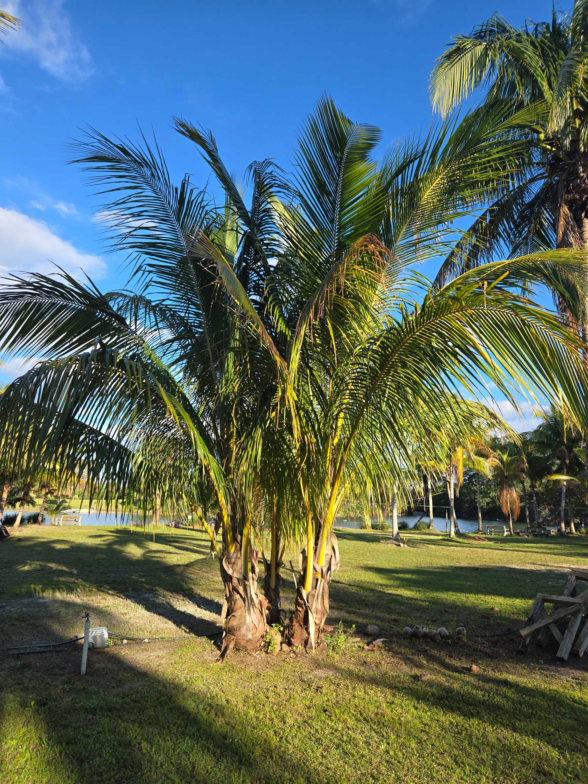 beautiful coconut palm tree on the lake