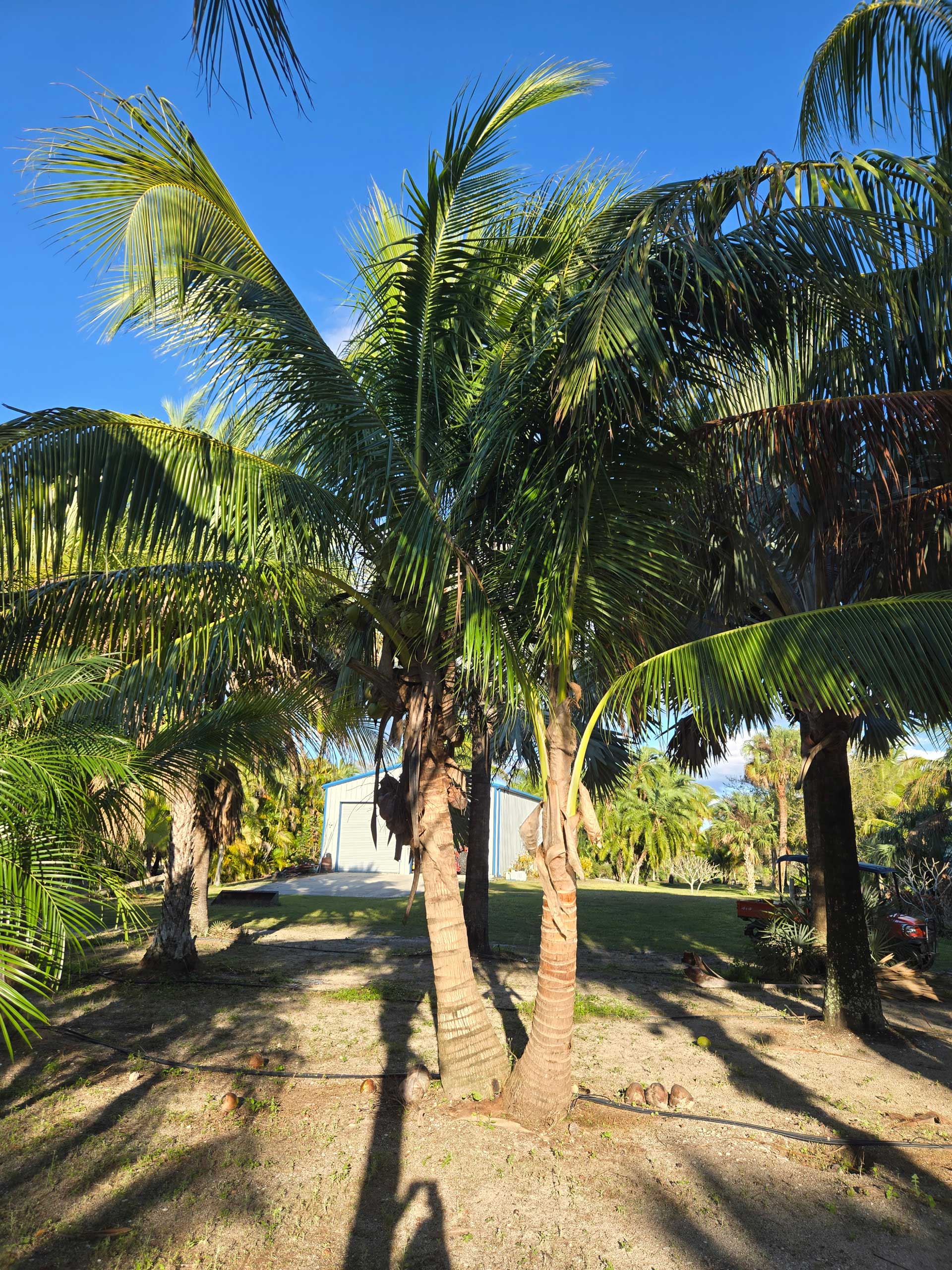 coconut palm tree with two trunks