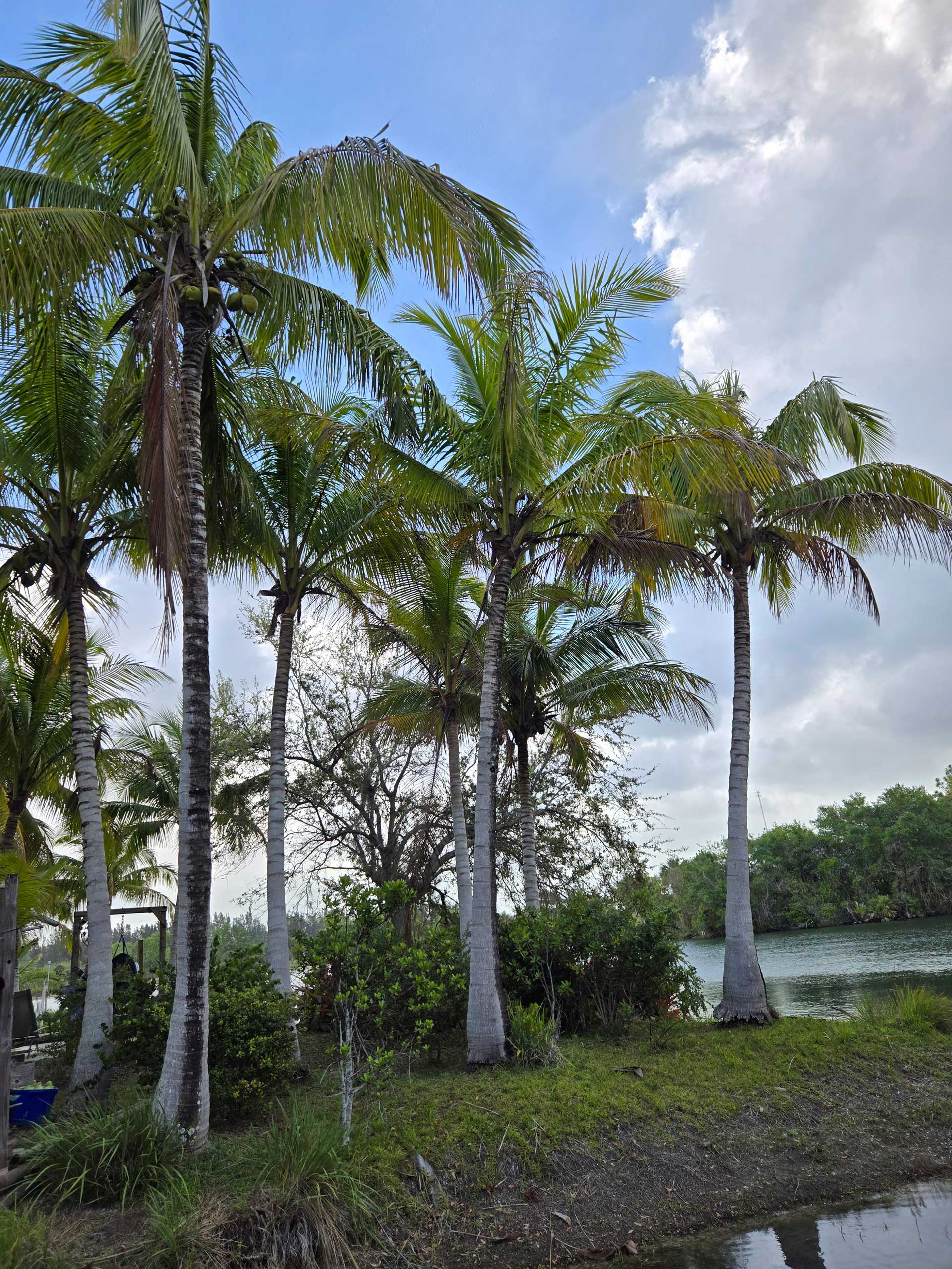 Coconut palm tree in hobe sound next to a lake