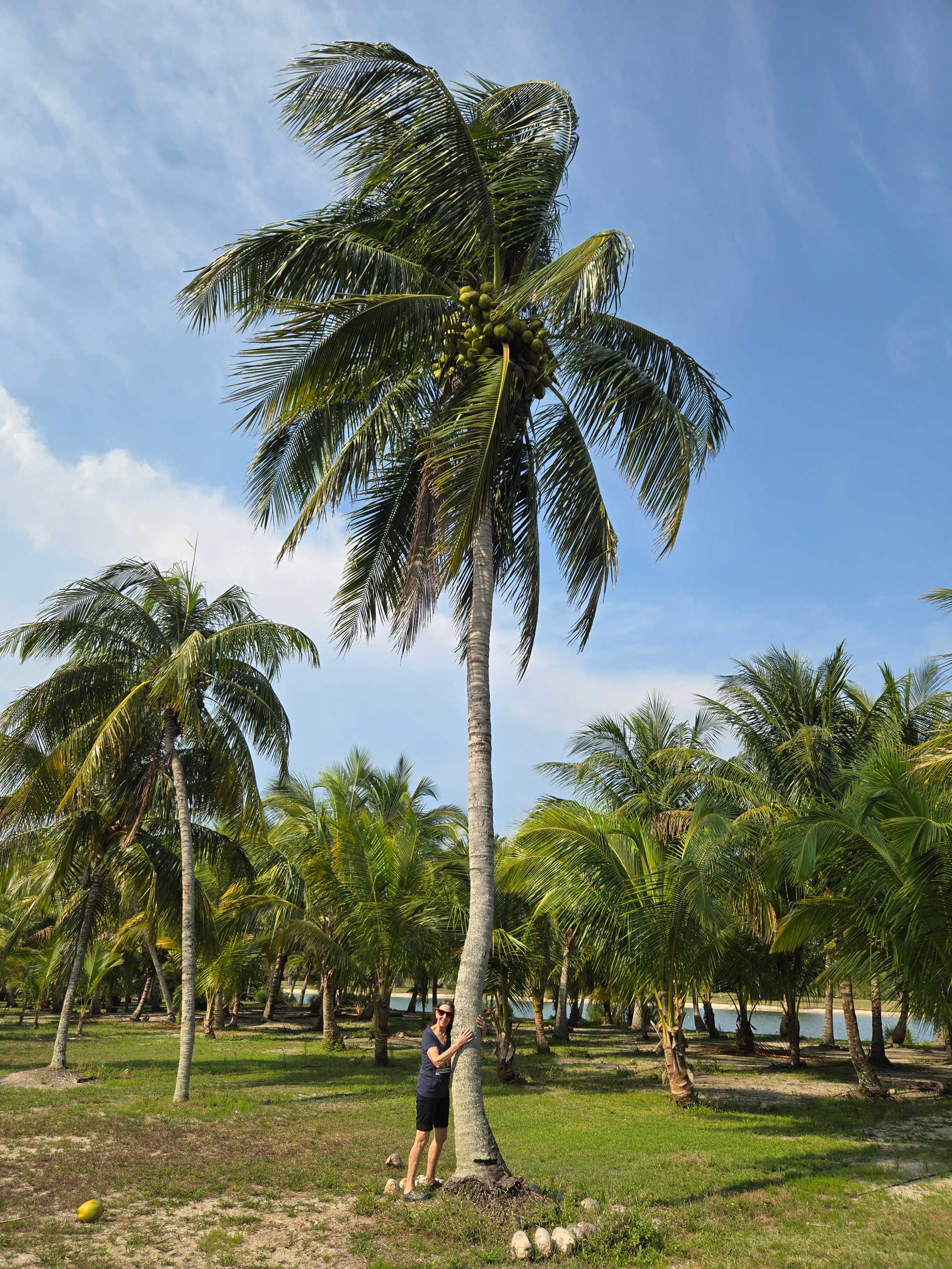 Coconut Palm Tree Hobe Sound Florida with woman next to tree
