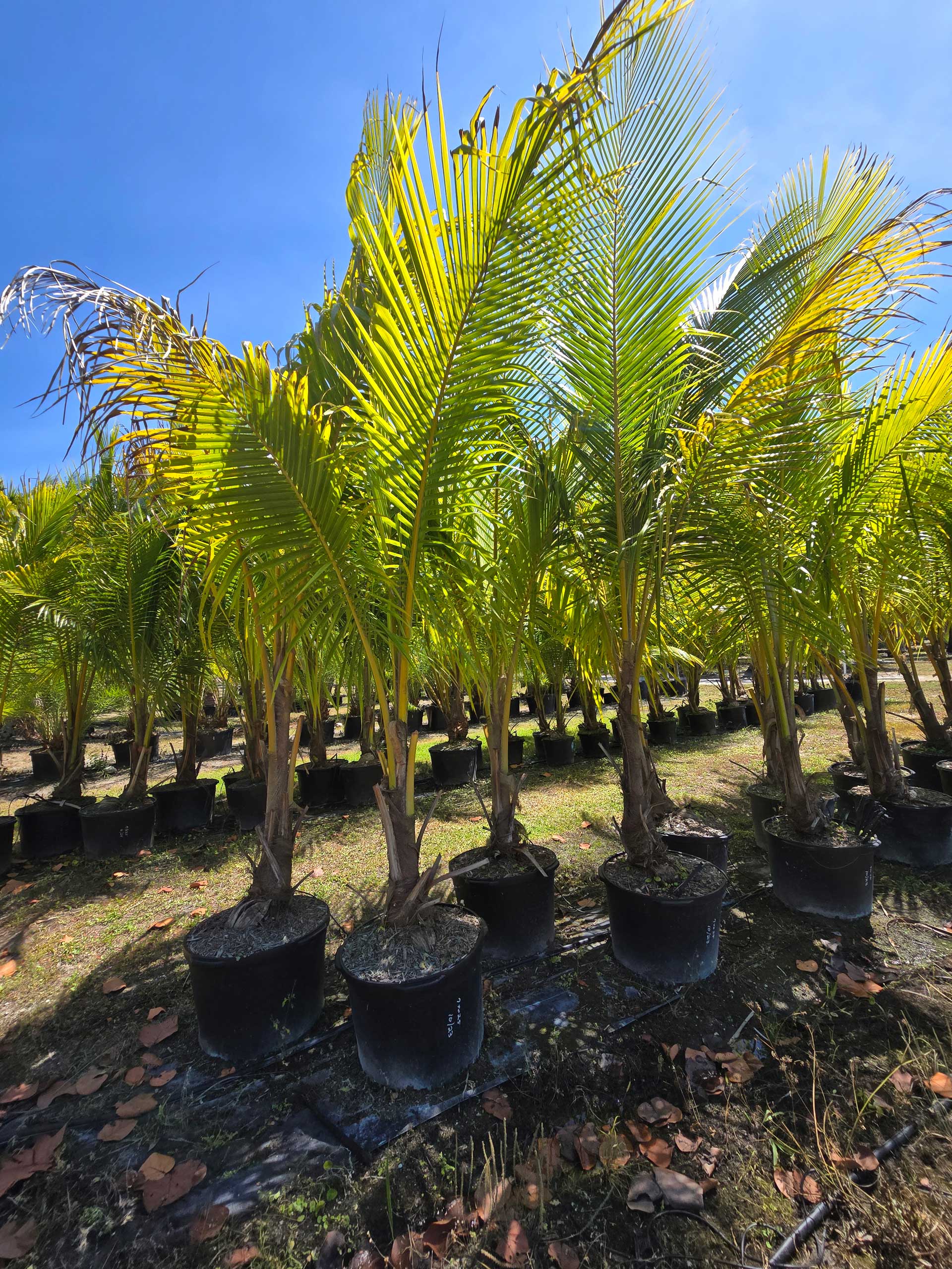 potted coconut palms for sale in florida hobe sound area