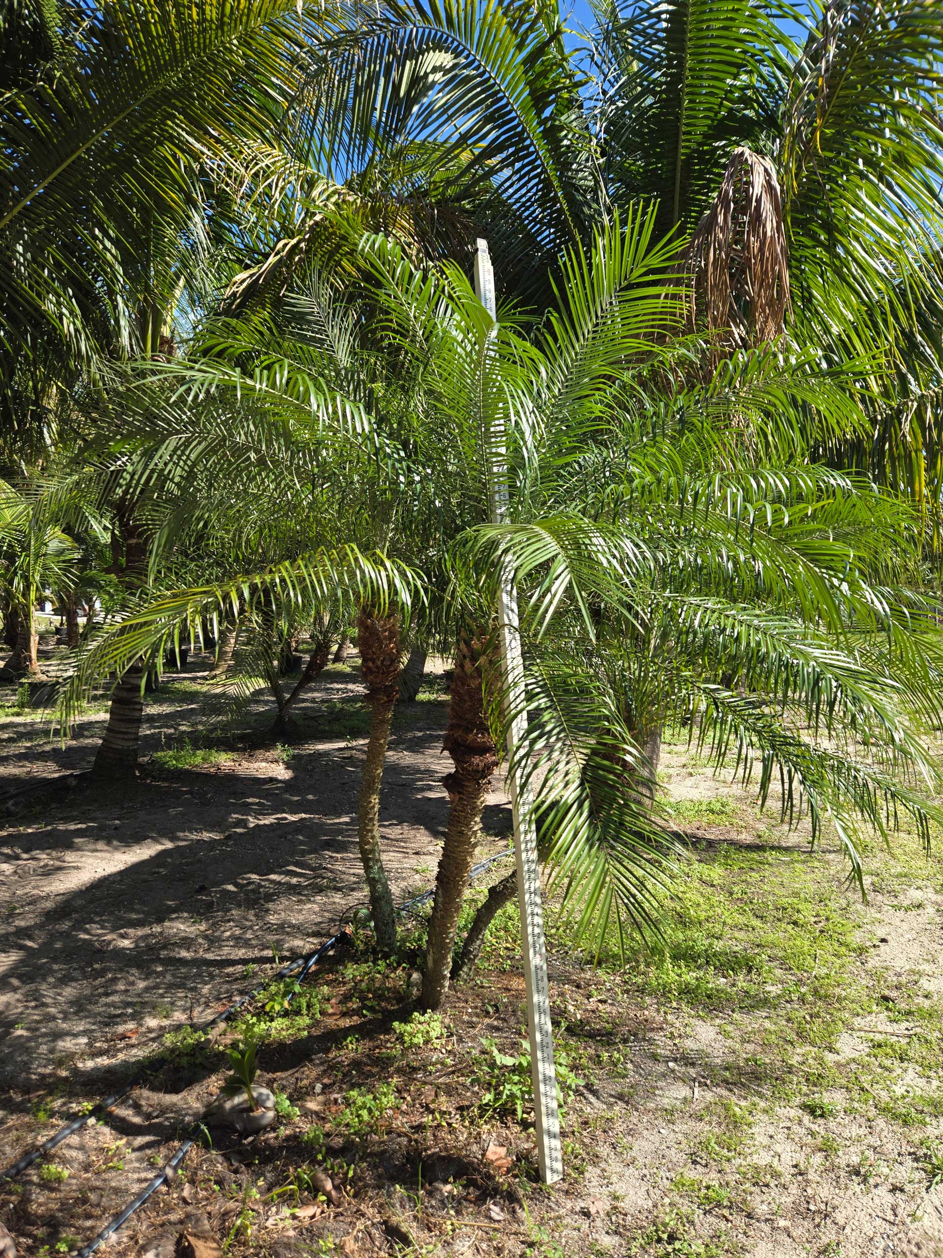 robelenii palm tree hobe sound being measured