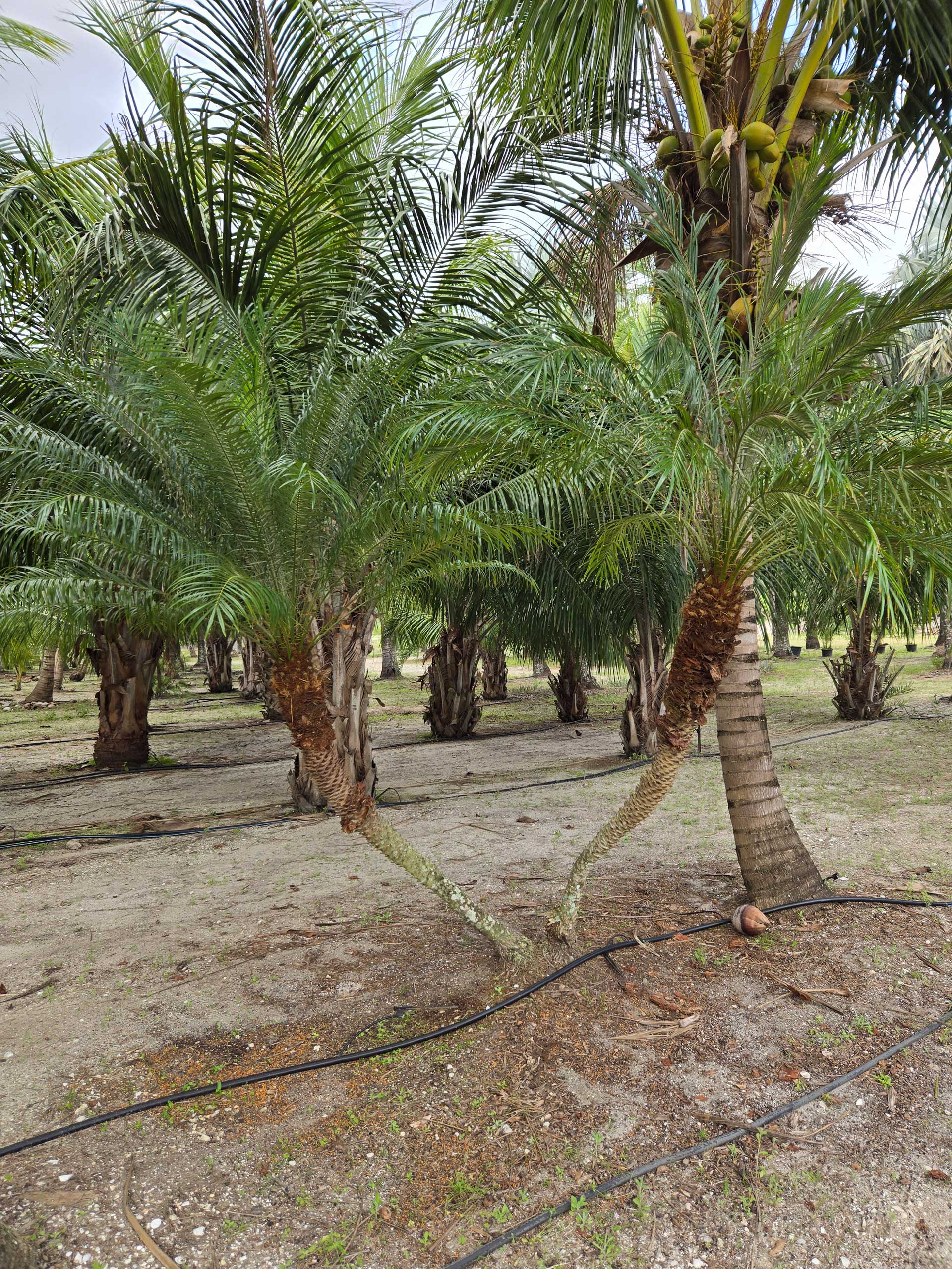 robelenii palm tree hobe sound with two trunks