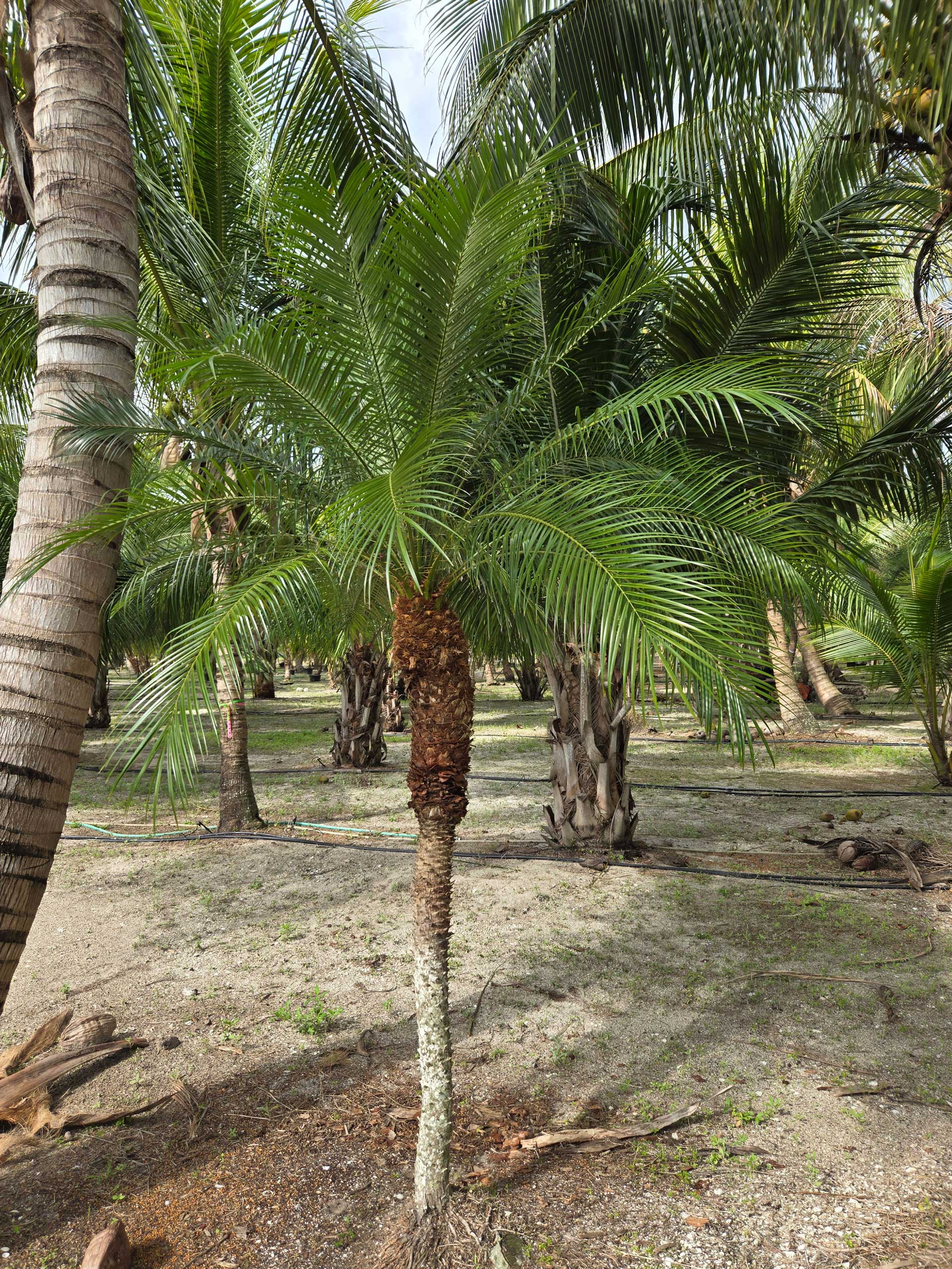 roebelenii palm tree hobe sound with one trunk for sale