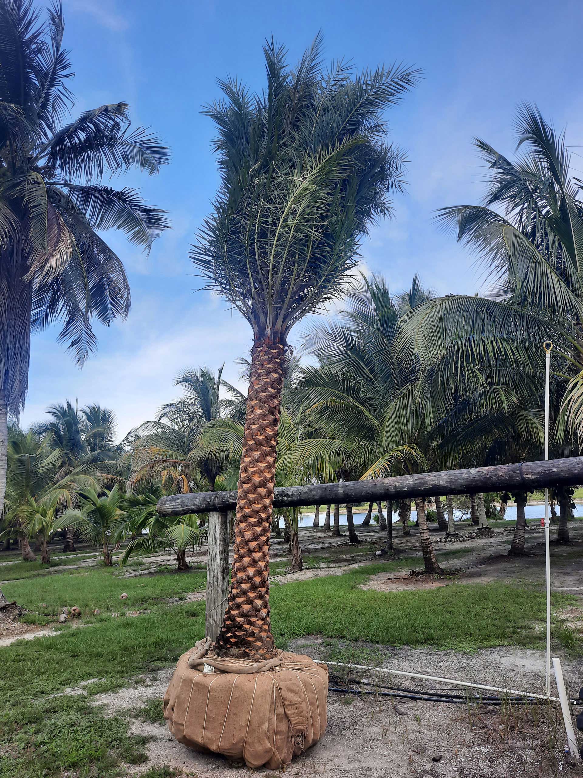 Sylvester wild date palm tree