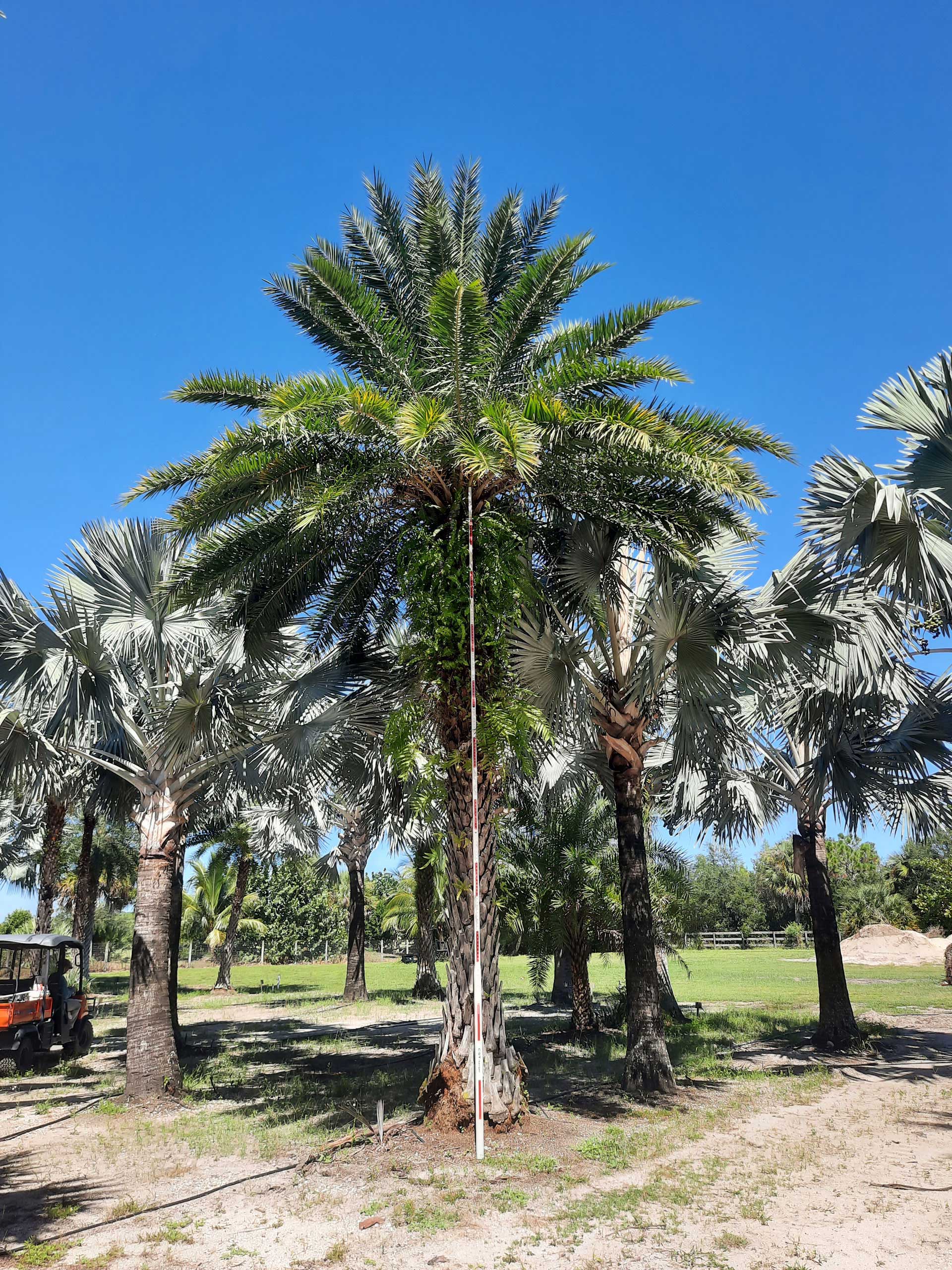 sylvester wild date palm being measured