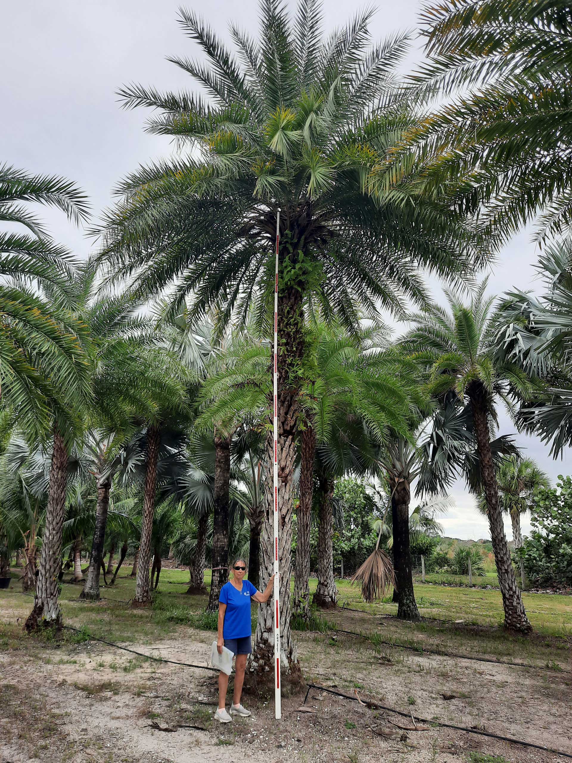 sylvester wild date palm being measure with woman standing by tree