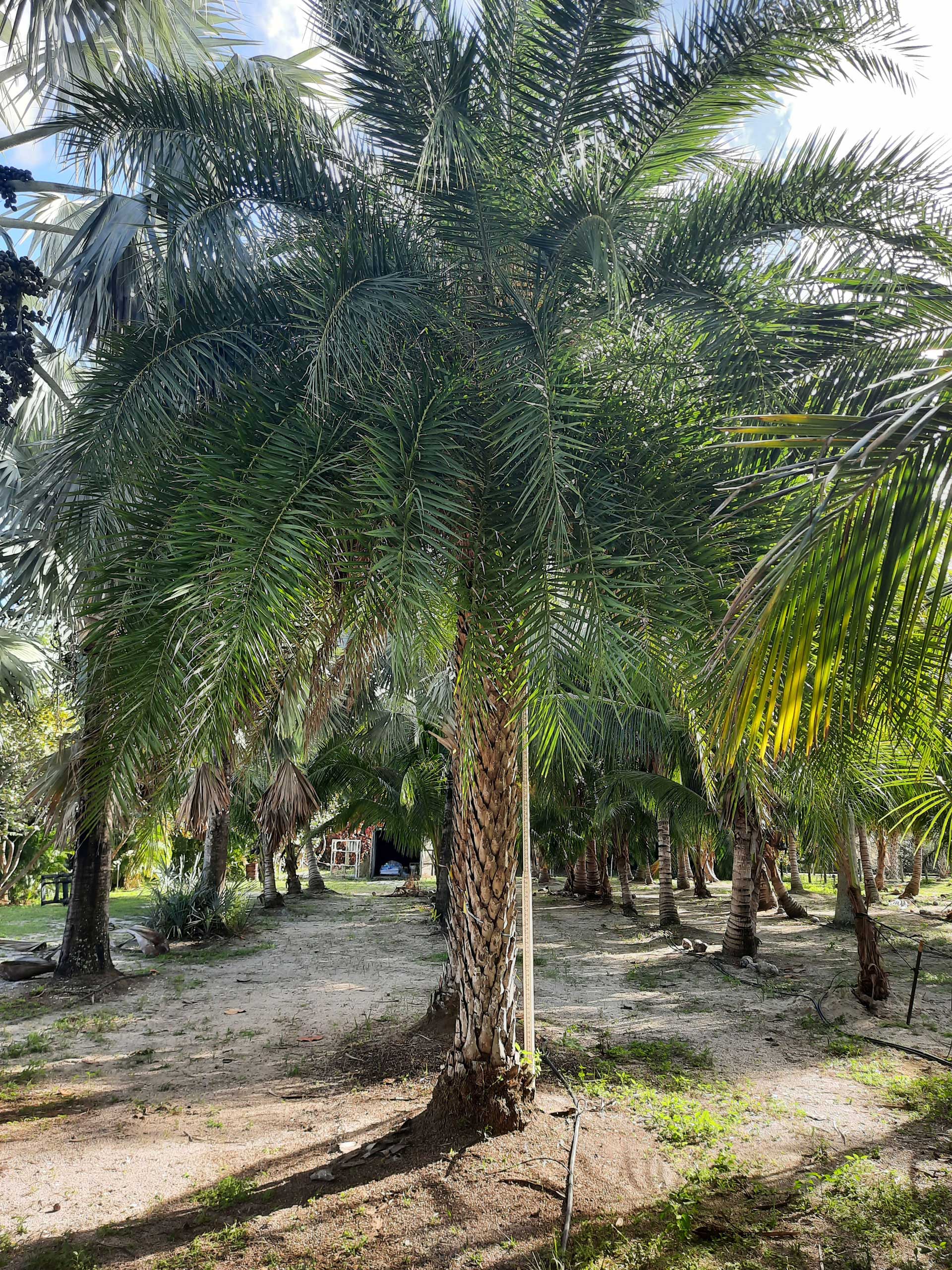Sylverster wild date palm hobe sound nursery