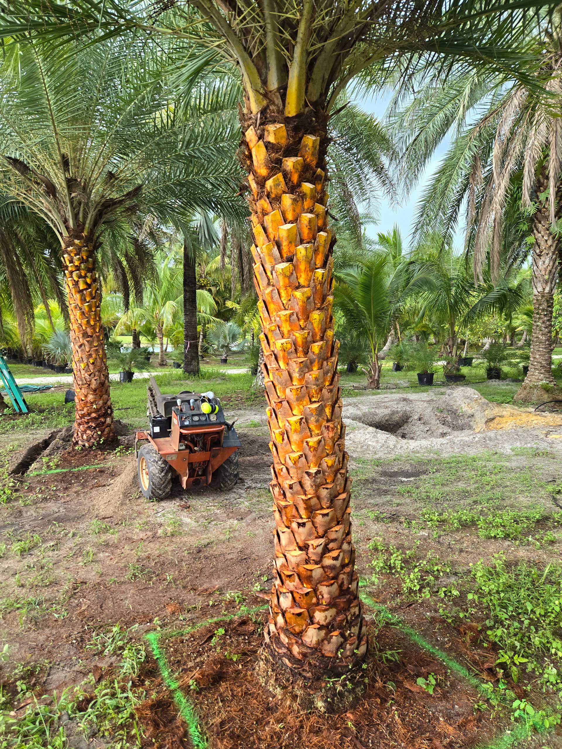 sylvester wild date palm tree for sale in Hobe Sound Florida
